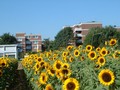 09_siedlung.jpg