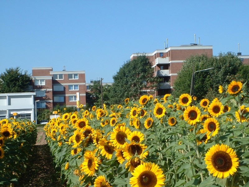 09_siedlung.jpg