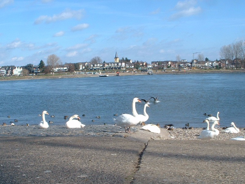 26_am_rhein.jpg